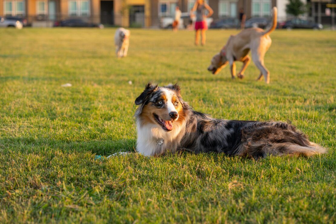 Best Dog Food For Australian Shepherds Pup Junkies